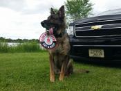 Retired K-9 siting next to a police car