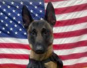 Retired K-9 in front of American Flag