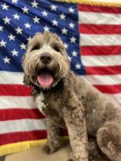 Retired K-9 in front of American Flag