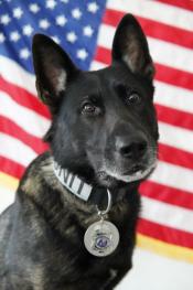 Retired K-9 in front of American Flag